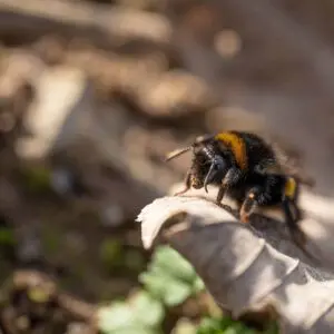 Close-Up einer Hummel. Diese sitzt auf einem Blatt.